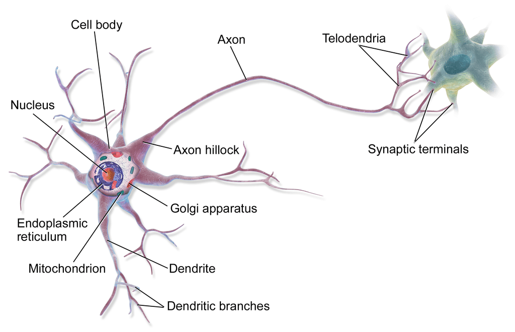 A brain cell